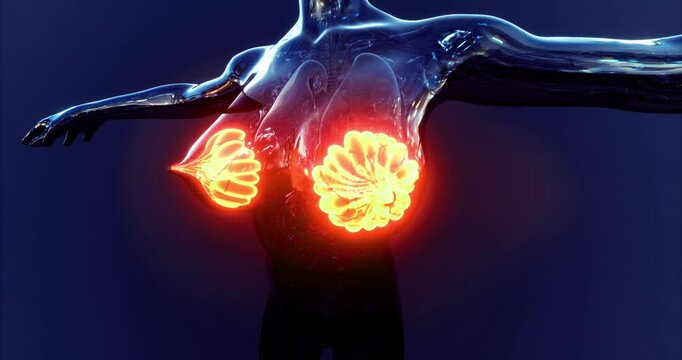 This visual representation shows the anatomy of human mammary glands, highlighting their structure and function. It emphasizes key elements vital for understanding human biology and lactation.