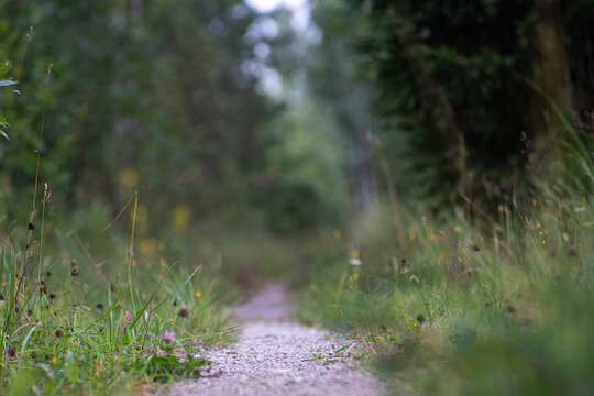 Low-angle view of a narrow forest path surrounded by grass and wild vegetation with a softly blurred woodland background.