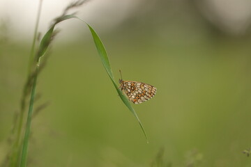 una farfalla melitaea athalia al tramonto © Simona