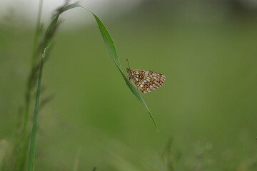 una farfalla melitaea athalia al tramonto © Simona