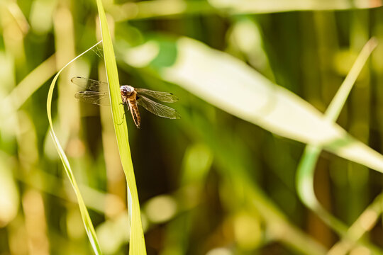 Libellula fulva, scarce chaser dragonfly on a sunny summer day