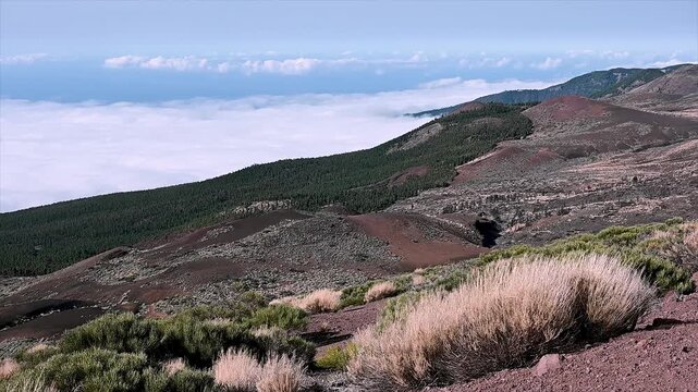 Wind bent shrubs sit above an unbroken sea of clouds on the slopes of Teide National Park. Being above the weather is the whole appeal of Tenerife's high road.