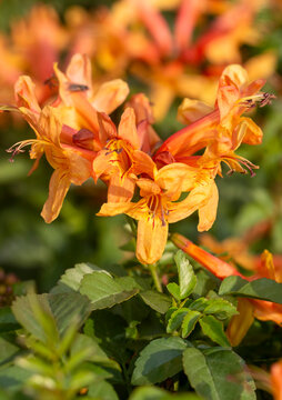 Cape Honeysuckle (Tecomaria capensis) orange flowers in tropical garden