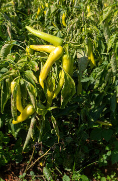 Green fresh organic pepper field