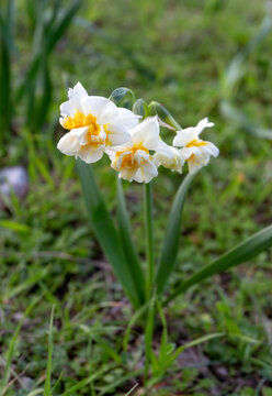 Beautiful white daffodils in a field. Karaburun,Izmir/Turkey. (Narcissus)