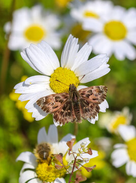 Butterfly in nature on the white daisy (Carcharodus alceae) Izmir / Turkey