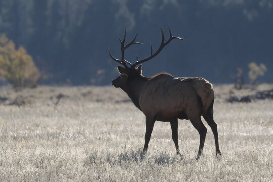 Elk during the elk rut in Moraine Meadows in Rocky Mountain National Park