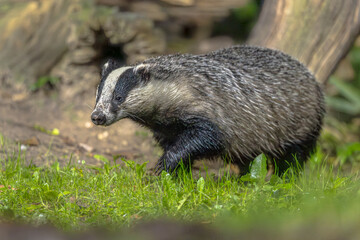European Badger Walking Through Woodland, Drenthe, Netherlands © creativenature.nl