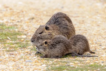 Nutria aquatic rodent with young © creativenature.nl