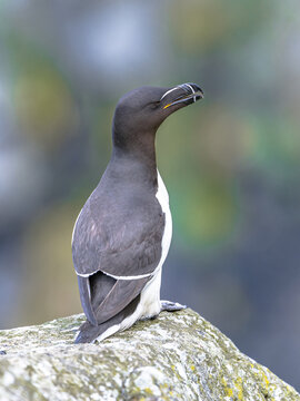 Razorbill (Alca torda) perched on cliff rock, Lunga, Scotland