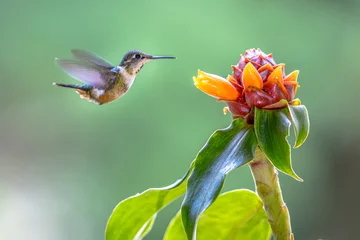 magenta-throated woodstar flying in front of flower © creativenature.nl