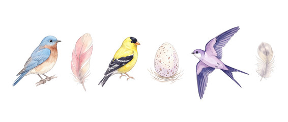 Fototapeta premium Watercolor bird feather illustration set featuring bluebird, yellow goldfinch, purple swallow flying, speckled egg in nest isolated on black background for spring nature design art craft clip art