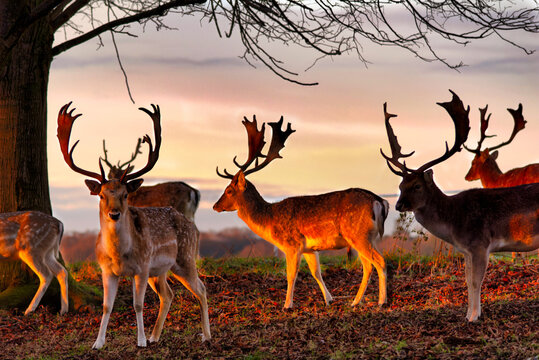Herd of wild fallow deer stags at sunset in Phoenix Park Dublin