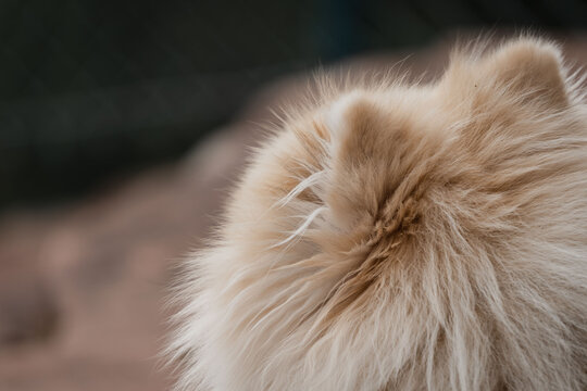 Cream longhaired cat head close-up with fluffy fur texture, visible ear tuft, and soft muzzle details in warm indoor light