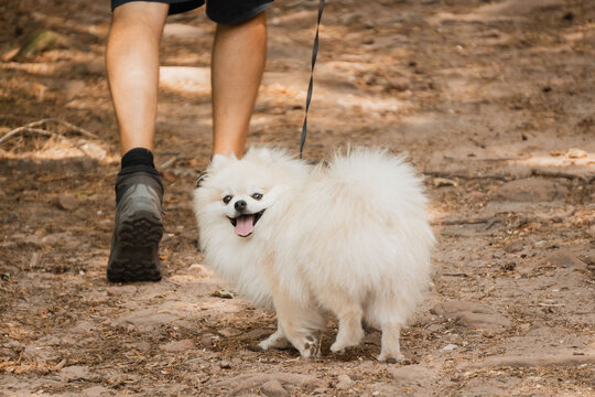 Small white fluffy dog on leash walking along dirt path beside person legs in sunny outdoor park