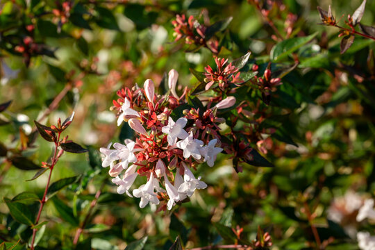 Close up white Abelia flowers in the garden