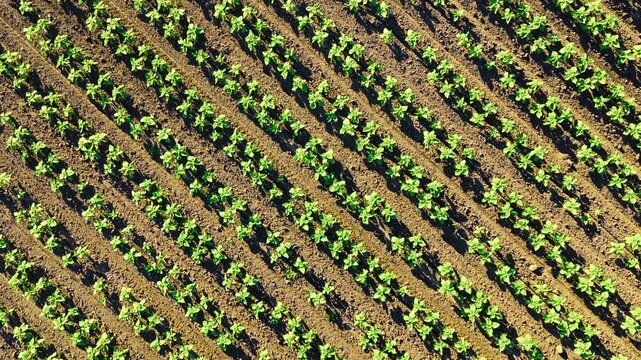 Aerial top-down view shows neat diagonal rows of green young crops growing in rich brown soil during bright daylight.