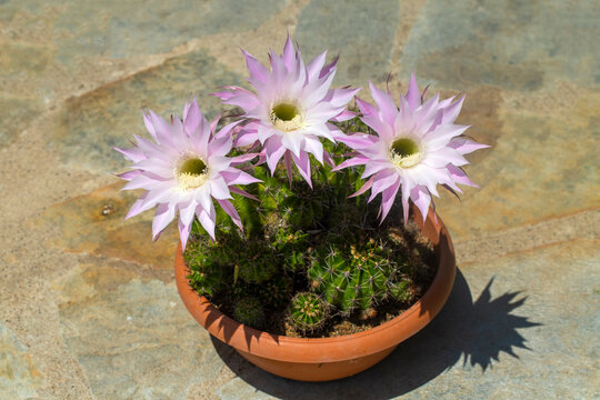 A beautiful type of cactus blooms magnificently, its scientific name is; echinopsis oxygona or Echinopsis eyriesii