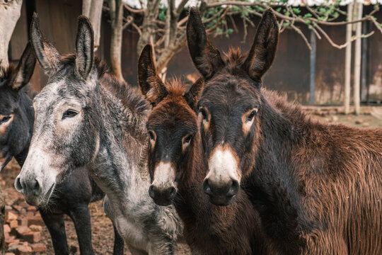 Donkeys standing in a row