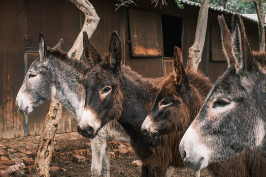 Donkeys standing in a row