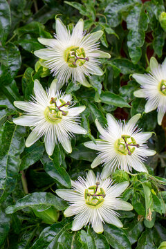 Ivy plant genus. Scientific name; Passiflora caerulea Constance Elliot