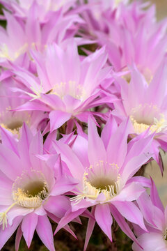 A beautiful type of cactus blooms magnificently, its scientific name is; echinopsis oxygona or Echinopsis eyriesii