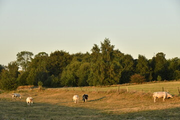 Vaches dans une pâture sous la lumière du coucher de soleil à Écaussinnes d'Enghien (Soignies) © Photocolorsteph