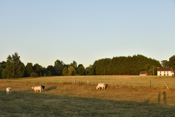 Vaches dans une pâture sous la lumière du coucher de soleil à Écaussinnes d'Enghien (Soignies) © Photocolorsteph