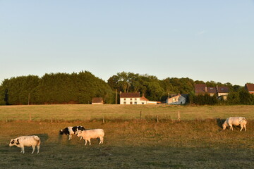 Fototapeta premium Vaches dans une pâture sous la lumière du coucher de soleil à Écaussinnes d'Enghien (Soignies)