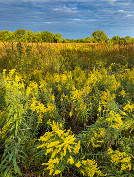 746-70 Goldenrod Morning