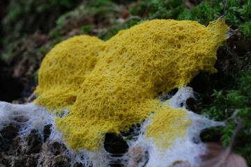 Fototapeta premium Amazing colourful slime mold Fuligo septica - slime molds are interesting organisms between mushrooms and animals. 