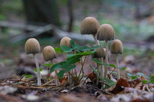 Group of Coprinellus micaceus mushroom (common names mica cap, shiny cap, and glistening inky cap). It is edible mushroom.