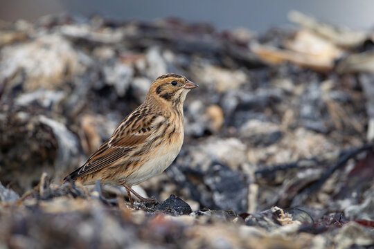 female type Lapland longspur or Lapland bunting (Calcarius lapponicus) perching ob seaweed at the beach of island Heligoland in German North Sea