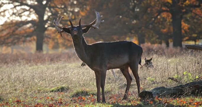 Fallow buck standing in an autumn park, mouth open as it calls, displaying antlers and dark brown coat while other deer graze in the golden woodland background