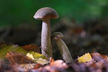 Fototapeta premium Edible forest mushroom - Leccinum scabrum