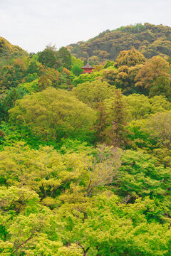 Red pagoda in a forest of trees at Kiyomizu-Dera Temple in Kyoto Japan
