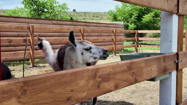 Llamas Feeding in Enclosure on a Sunny Day