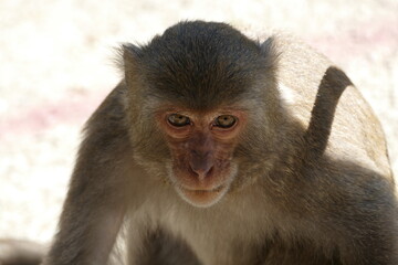 Closeup of a Formosan macaque monkey face, Taiwan © Kiril