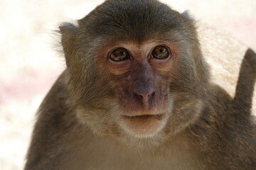 Closeup of a Formosan macaque monkey face, Taiwan © Kiril