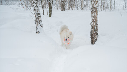 Obraz premium A Samoyed dog plays with a puller on a winter walk.