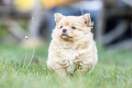 Tiny beige Chihuahua puppy exploring green plants in a garden with soft natural background and generous copy space.