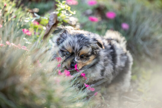 Cute merle Chihuahua puppy standing in green grass outdoors in an autumn garden with large copy space for text.