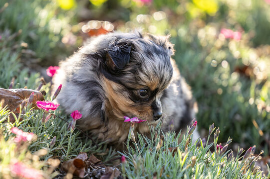 Cute merle Chihuahua puppy standing in green grass outdoors in an autumn garden with large copy space for text.