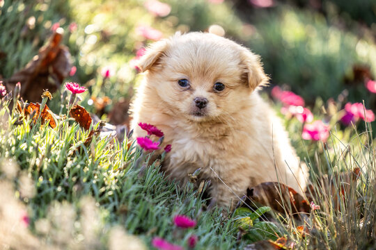Small brown Chihuahua puppy sitting among pink flowers and dry leaves in a colorful garden during autumn.