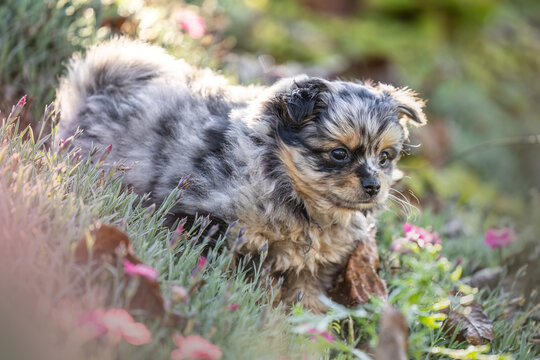 Cute merle Chihuahua puppy standing in green grass outdoors in an autumn garden with large copy space for text.
