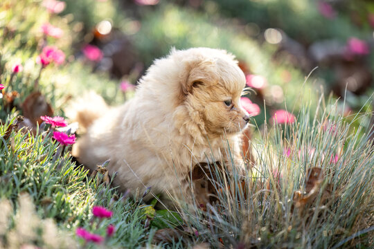 Small brown Chihuahua puppy sitting among pink flowers and dry leaves in a colorful garden during autumn.