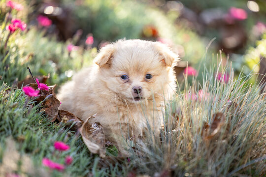 Small brown Chihuahua puppy sitting among pink flowers and dry leaves in a colorful garden during autumn.