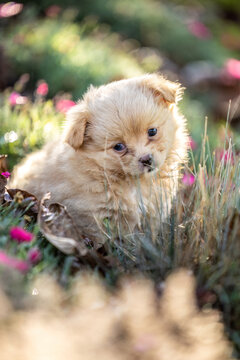 Small brown Chihuahua puppy sitting among pink flowers and dry leaves in a colorful garden during autumn.