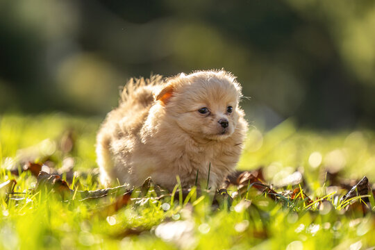 Cute Beige Chihuahua Puppy in Green Garden with Copy Space