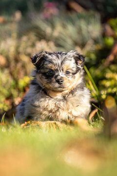 Cute merle Chihuahua puppy standing in green grass outdoors in an autumn garden with large copy space for text.